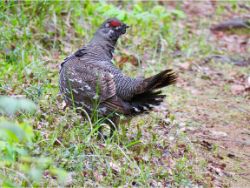Spruce Grouse